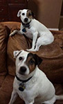 Dash & Patch