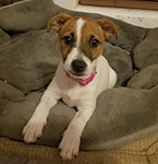 Ziva