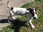 Odie