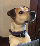 Ranger