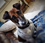 Wishbone
