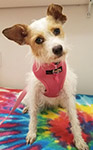 Nellie