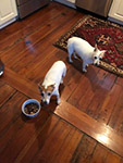Molly & Minnie