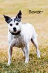 Bowzer