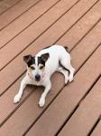 Jack Russell Terrier Rescue Russell Rescue, Inc. Russell Resue Ca Jack Russell Terrier Rescue : Other