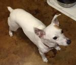 Jack Russell Terrier Rescue Russell Rescue, Inc. Russell Resue Ca Jack Russell Terrier Rescue : Other