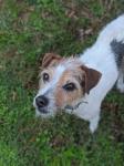 Jack Russell Terrier Rescue Russell Rescue, Inc. Russell Resue Ca Jack Russell Terrier Rescue : Other