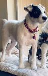 Pip