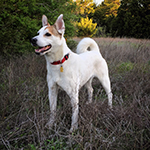 Miss Scout