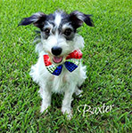 Jack Russell Terrier Rescue Russell Rescue, Inc. Russell Resue Ca Jack Russell Terrier Rescue : Other