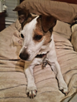 Petey