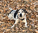 Roxie