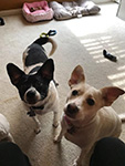 Amy & Frankie