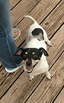 Oreo