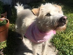Molly