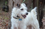 Petey