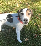 Scout