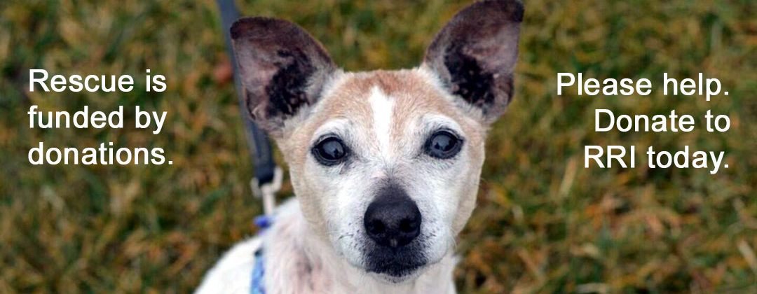 Jack Russell Terrier Rescue Russell Rescue, Inc. Russell Resue Ca Jack Russell Terrier Rescue : Other