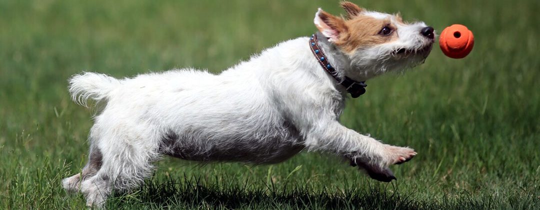 jack russell puppies for adoption near me