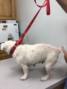 pearl at vet