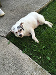 Gracie