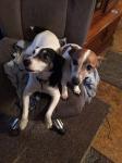 Roscoe & Lady