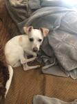 Josie