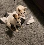 Rascal & Scooter