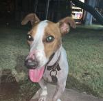 Milo