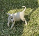 Chica