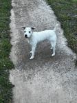 Millie