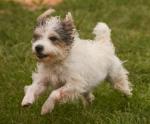Alfie