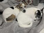 Bella & Watson