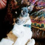 Sparky