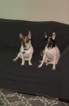 Daisy & Dexter