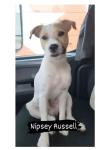 Nipsey Russell