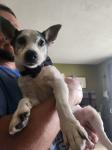 Daxter