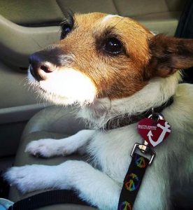adopt a jack russell from rescue