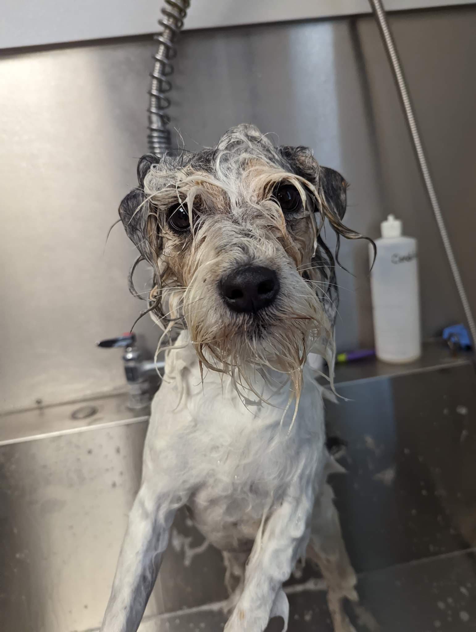 Welcome to Russell Rescue - Lucy! - Russell Rescue, Inc.