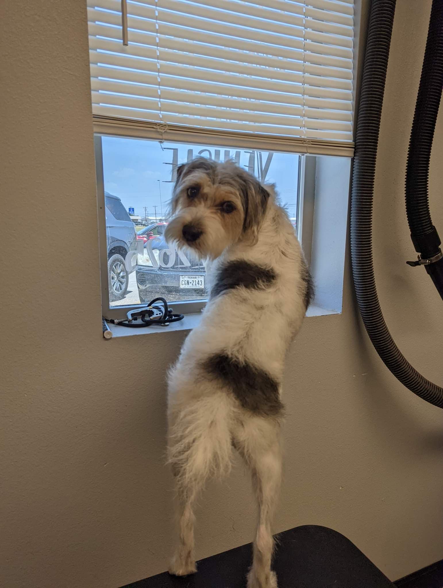 Welcome to Russell Rescue - Lucy! - Russell Rescue, Inc.