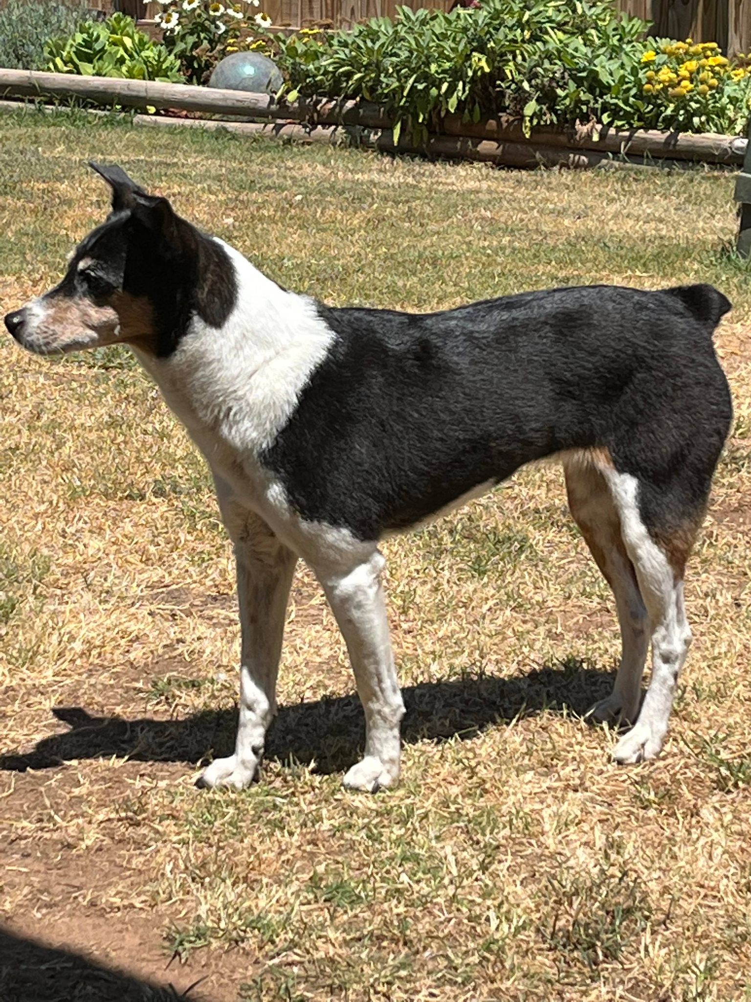 Welcome To Russell Rescue - Shadow! - Russell Rescue, Inc.