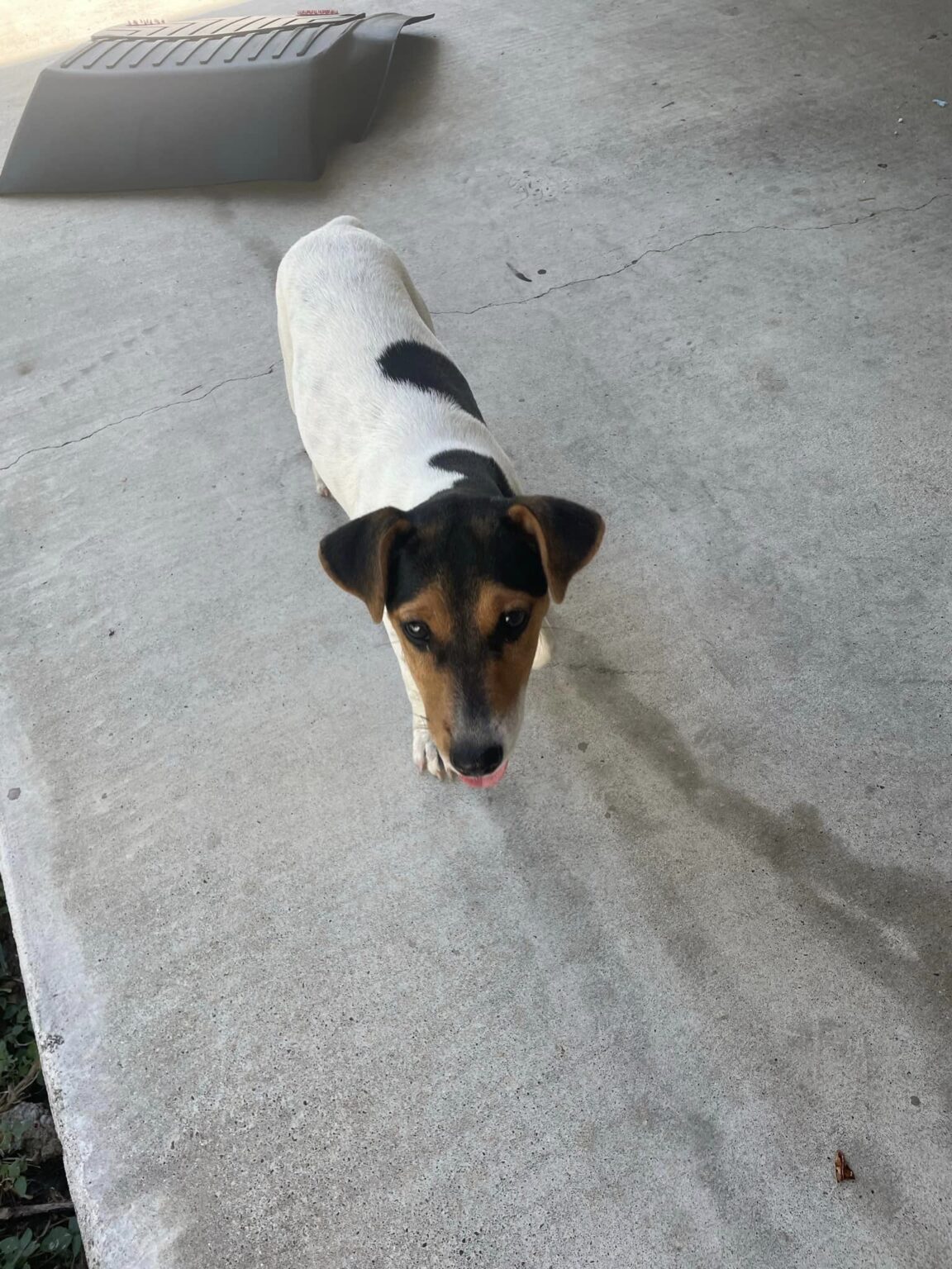 Welcome to Russell Rescue - Hallie! - Russell Rescue, Inc.