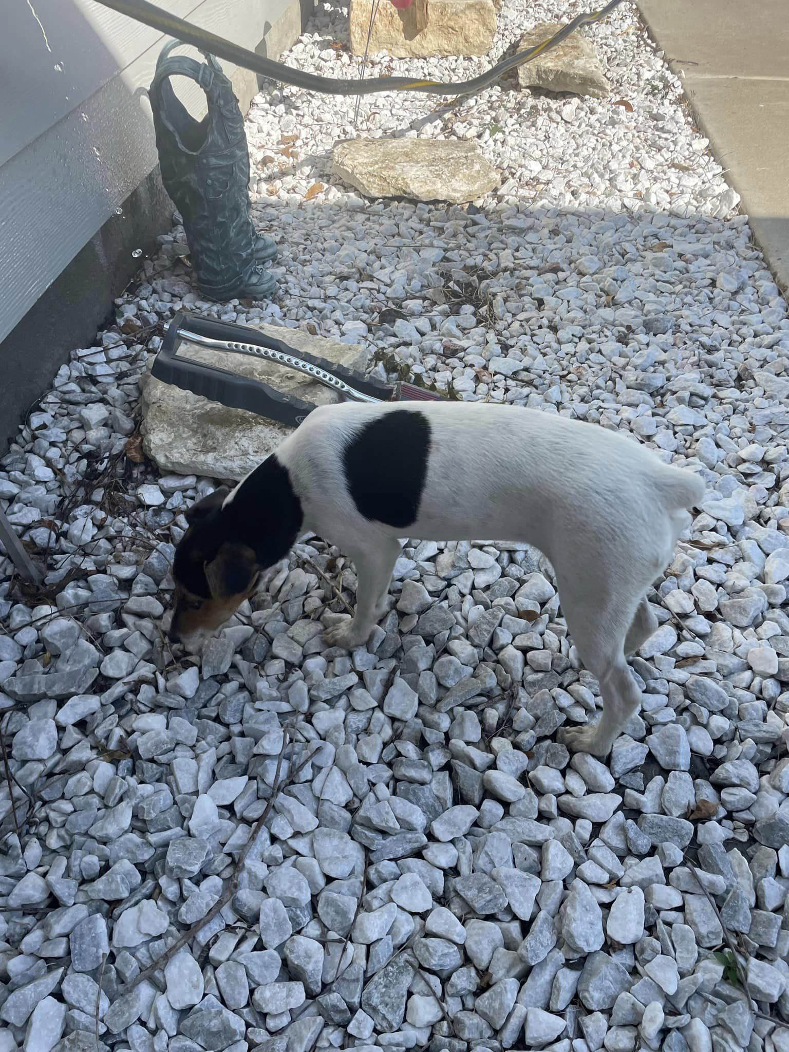 Welcome to Russell Rescue - Hallie! - Russell Rescue, Inc.