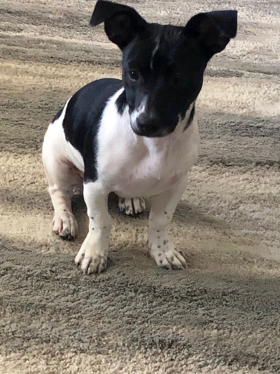 Welcome to Russell Rescue - Koko - Russell Rescue, Inc.