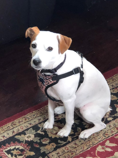 Welcome to Russell Rescue - Miss Lucky! - Russell Rescue, Inc.