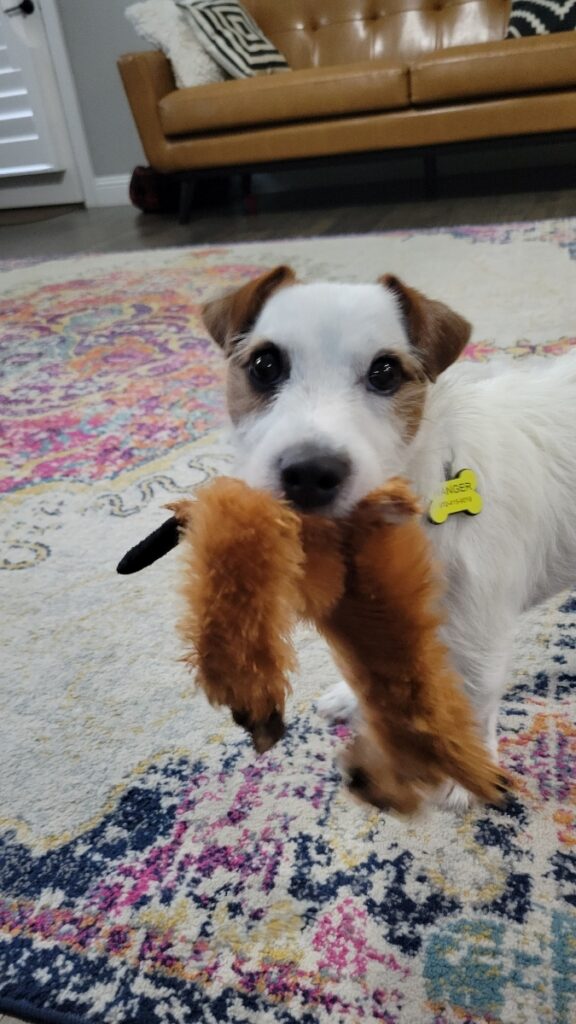 Welcome to Russell Rescue - Ranger! - Russell Rescue, Inc.