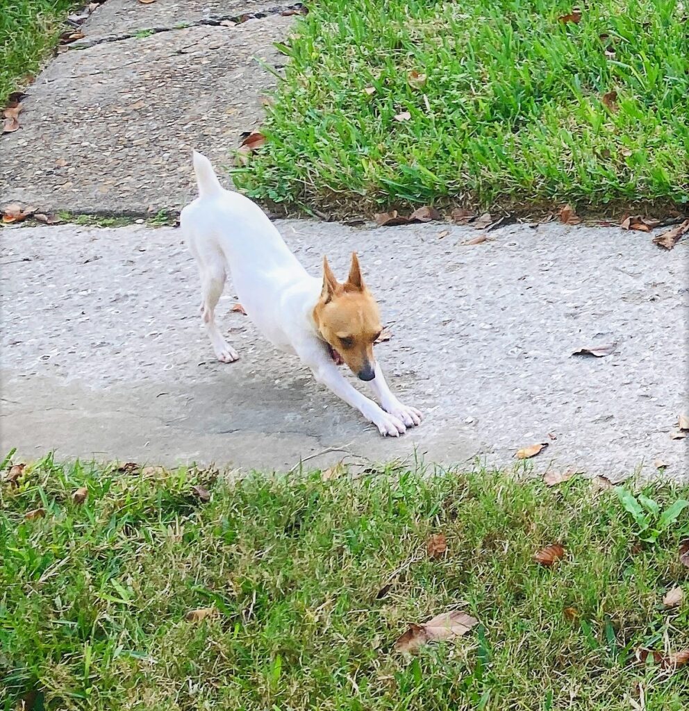 Welcome to Russell Rescue - Trapper! - Russell Rescue, Inc.
