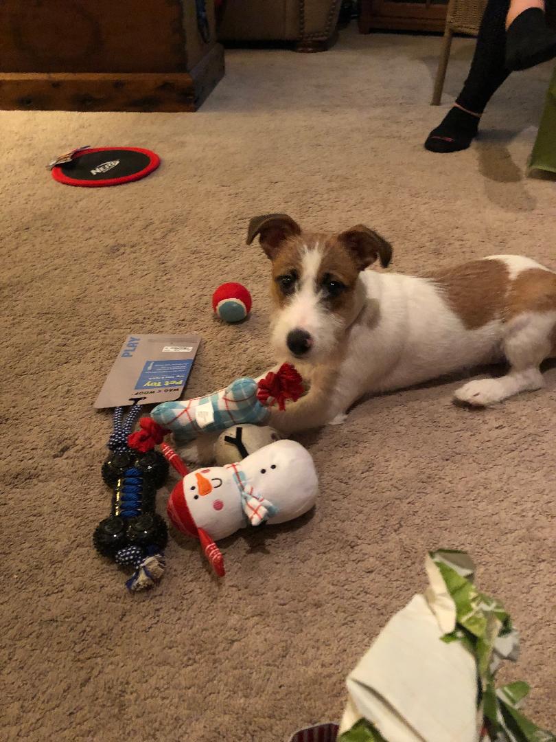 Welcome to Russell Rescue - Charlie! - Russell Rescue, Inc.