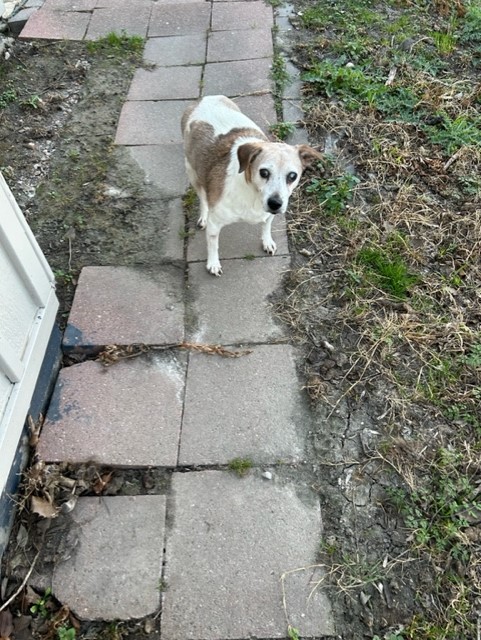 Welcome to Russell Rescue - Andrew! - Russell Rescue, Inc.