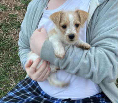 Welcome to Russell Rescue - Rose! - Russell Rescue, Inc.